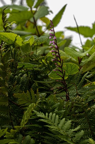 Stenoglottis fimbriata var. fimbriata image