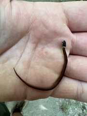 Storeria occipitomaculata