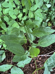 Helianthus microcephalus