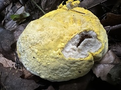 Fuligo septica