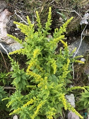 Solidago