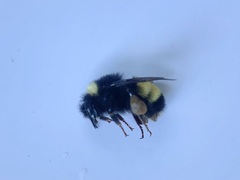 Bombus terricola