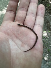 Storeria occipitomaculata