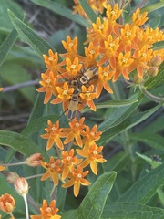 Chauliognathus pensylvanicus