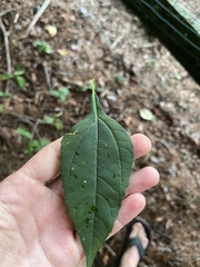 Helianthus microcephalus