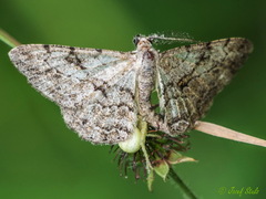 Peribatodes rhomboidaria