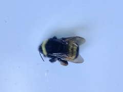 Bombus terricola