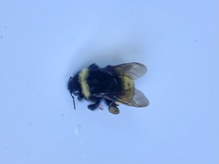 Bombus terricola