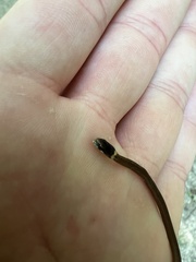 Storeria occipitomaculata