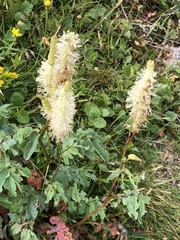Sanguisorba