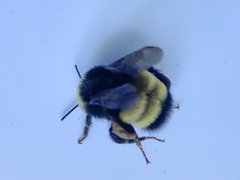 Bombus terricola