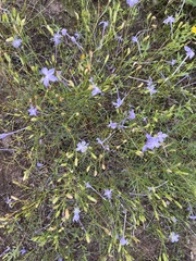 Ipomopsis longiflora