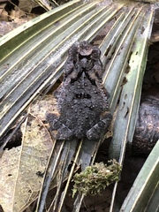 Incilius melanochlorus