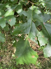 Quercus macrocarpa