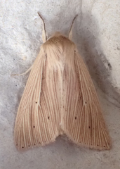 Mythimna