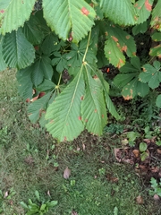Aesculus hippocastanum