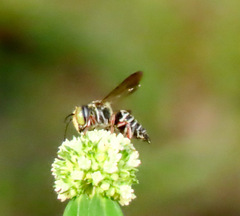 Coelioxys