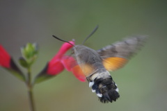 Macroglossum stellatarum