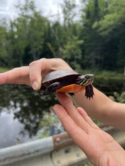 Chrysemys picta picta