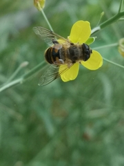 Eristalis tenax