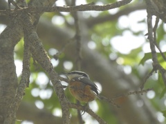 Sitta canadensis