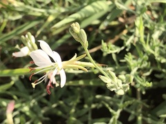 Oenothera suffrutescens
