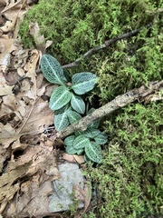 Goodyera pubescens