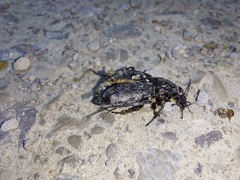 Carabus nemoralis