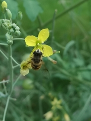 Eristalis tenax
