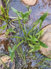 Sagittaria sagittifolia