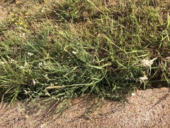 Oenothera suffrutescens