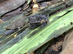 Incilius melanochlorus