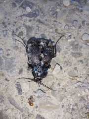 Carabus nemoralis