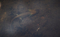Ambystoma gracile