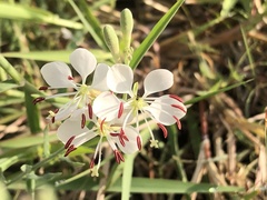 Oenothera suffrutescens