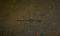 Ambystoma gracile