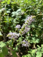 Mentha suaveolens