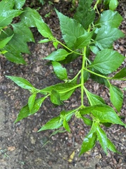 Verbesina occidentalis