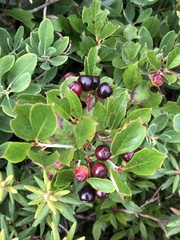 Aronia melanocarpa