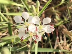 Oenothera suffrutescens