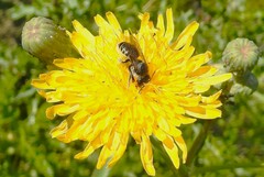 Megachile montivaga
