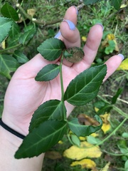 Euonymus