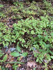 Vaccinium pallidum