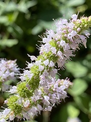 Mentha suaveolens