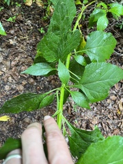 Verbesina occidentalis