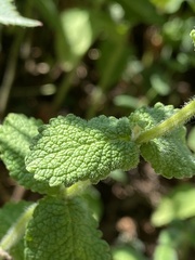 Mentha suaveolens