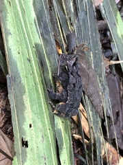 Incilius melanochlorus