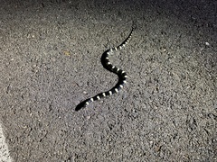 Rhinocheilus lecontei