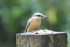 Sitta europaea