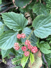 Rubus